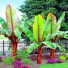 Abyssinian Banana Tree Seeds for Planting (5 Seeds) - Ensete ventricosum