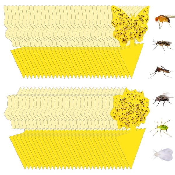 Stingmon 60 Pack Fruit Fly Trap, Fungus Gnat Trap Killer