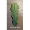 Generic Epiphyllum “ Meadow Rose ” Orchard Cactus Big Pink