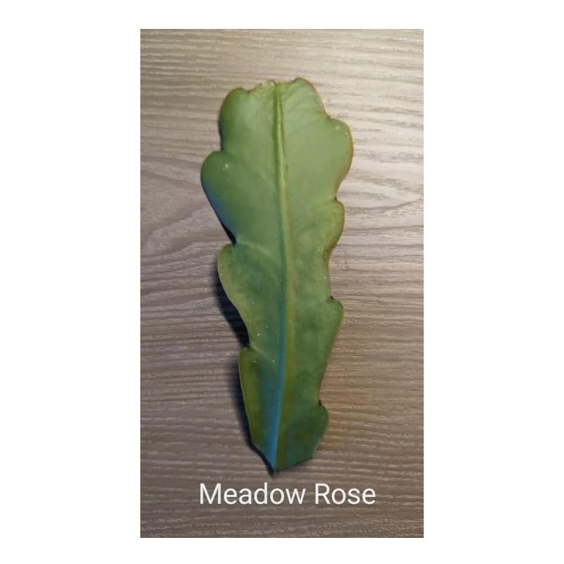 Generic Epiphyllum “ Meadow Rose ” Orchard Cactus Big Pink