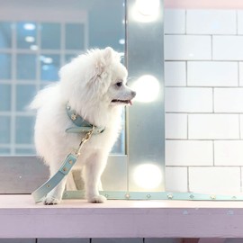 PU Leather Rhinestone Dog Collar - Bling Dog Collar with Crystals, Flower Design - Pet Fashion Accessories for Puppy, Cats, Small Dogs - Indoor & Outdoor Use - Green Dog Collar, C1