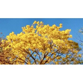 Home-Growth Yellow Trumpet, Handroanthus Ochraceus, Tabebuia Ochracea - 20 seeds 2025 - USA