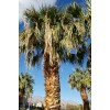 Fresh 50+ Seeds Washingtonia Filifera California Fan Palm #03, Fresh