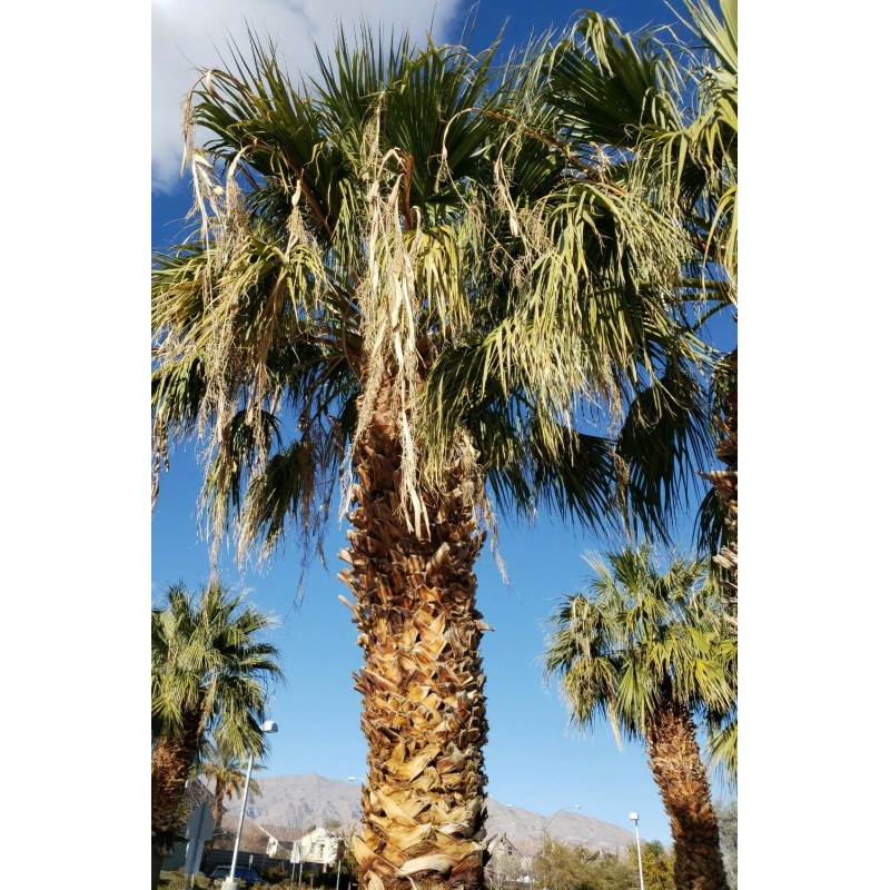 Fresh 50+ Seeds Washingtonia Filifera California Fan Palm #03, Fresh