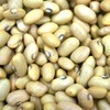Palm Beach Medicinal Herbs - Hutterite Soup Bush Bean - Packet of 20 Seeds