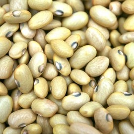 Palm Beach Medicinal Herbs - Hutterite Soup Bush Bean - Packet of 20 Seeds