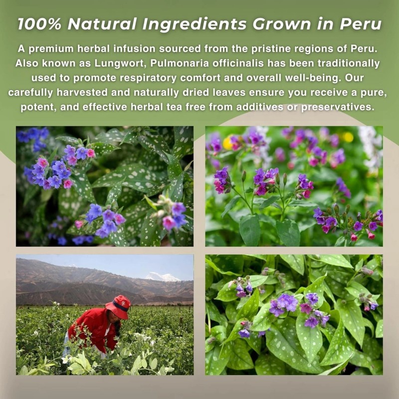 Hanan Te de Pulmonaria 50g - Lungwort Loose Leaf Tea,