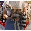 Raccoon Stuffed Animal No. 5238