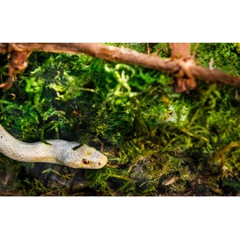 Terrarium Sphagnum Moss Premium Golden