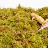Begeterday 100g Leopard Gecko Moss, Provides Localized Higher Humidity for