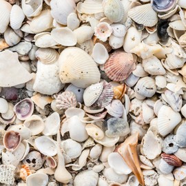 GARDENWISE Natural Organic Sea Shell Mulch for Gardens and Landscaping – Decorative and Nutrient-Rich, 0.5–3-Inch Shells, Perfect for Indoor and Outdoor Use (0.5 CF - 14 L - 15 QTS)