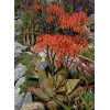Home-Growth Aloe Striata, Coral Aloe - 20 Seeds 2025 -