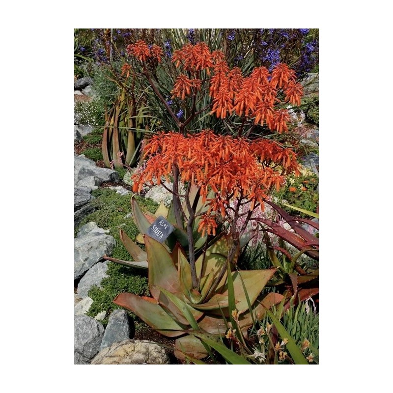 Home-Growth Aloe Striata, Coral Aloe - 20 Seeds 2025 -