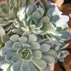 Altman Plants, Arctic Ice Echeveria Succulent Plants Live Succulents Plants
