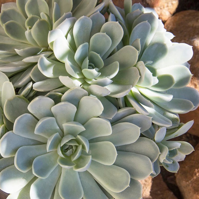 Altman Plants, Arctic Ice Echeveria Succulent Plants Live Succulents Plants