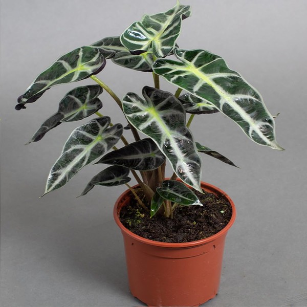 Alocasia Bambino | Arrow Plant | Elephants Ear | Tropical Houseplant | 13cm Pot