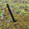 metal tent pin 1P Black 6ea