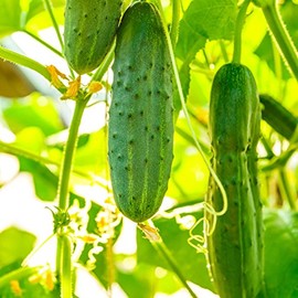Salad Bush Hybrid Cucumber Garden Seeds - 10 Seeds - Non-GMO, AAS Award Winner - Vegetable Gardening Seeds