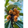 Loquat Tree Large Fruiting Tree - Includes Planting Kit (2-3