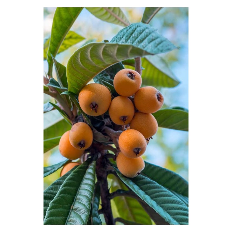 Loquat Tree Large Fruiting Tree - Includes Planting Kit (2-3