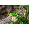 Rebel LIVEFLEX™ Hopper Soft Plastic - Summer Hopper - 1.75"