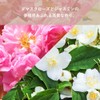 Osagi KAI Revitalizing Moisturizer, Protects Dry Skin, Moisturizing Power, Formulated