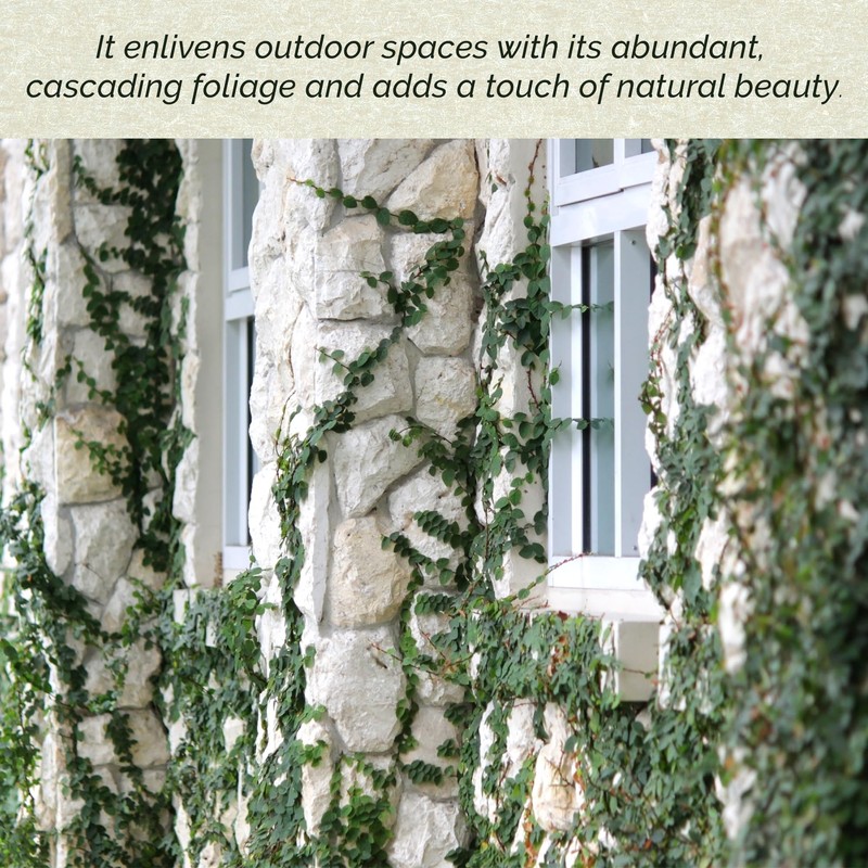 12 Creeping Fig, Live Plants – Ficus Repens – Fast-Growing