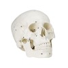 Vision Scientific VAL221 Medical Numbered Human Skull-3 Part | Life