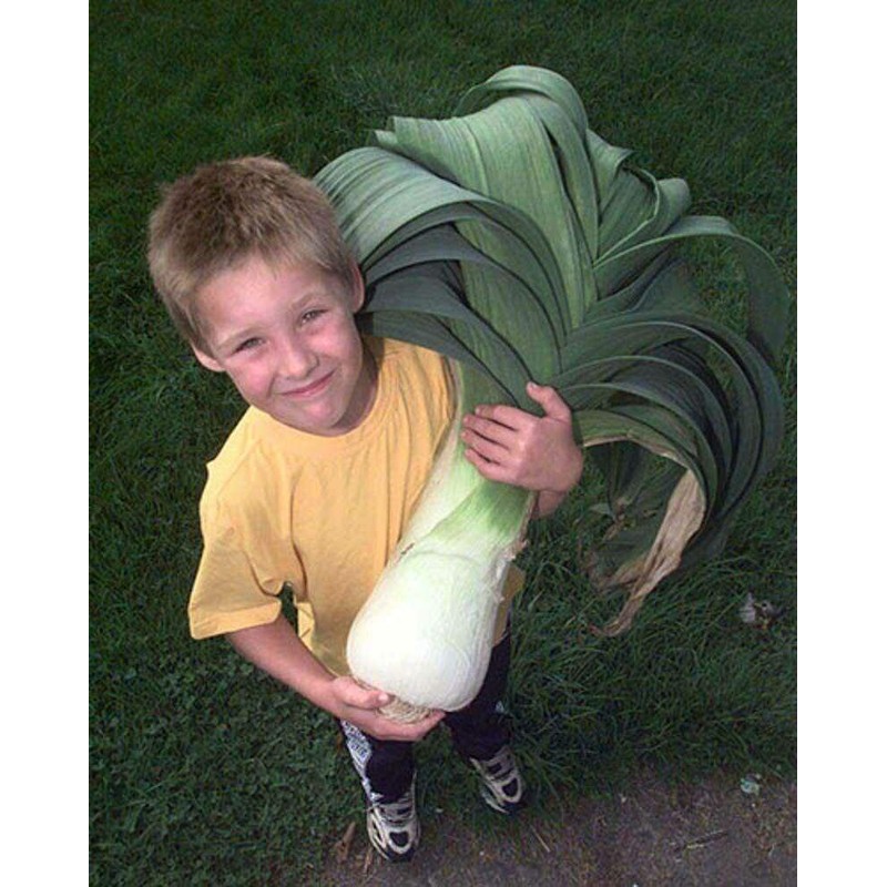 KIRA SEEDS - Seeds Leek Autumn Giant Onion - Heirloom
