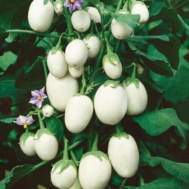 White 100+ Japanese rare heirloom eggplant kyoto egg-shape Cà Pháo trắng seeds -2024