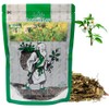 Hapsmiley Bidens Tripartita (Bidens Tripartita L./Trifid Bur-marigold/Gui Zhen Cao/귀신침 초)