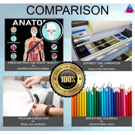 Human Anatomy & Body Systems Laminated Posters - 14x19.5, Science Educational Charts & Classroom Decorations, Back to School Supplies, Learning Posters for Biology Class, STEM & STEAM