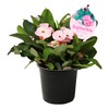 Live Crown of Thorns (Euphorbia Milii) - Light Pink Blooms