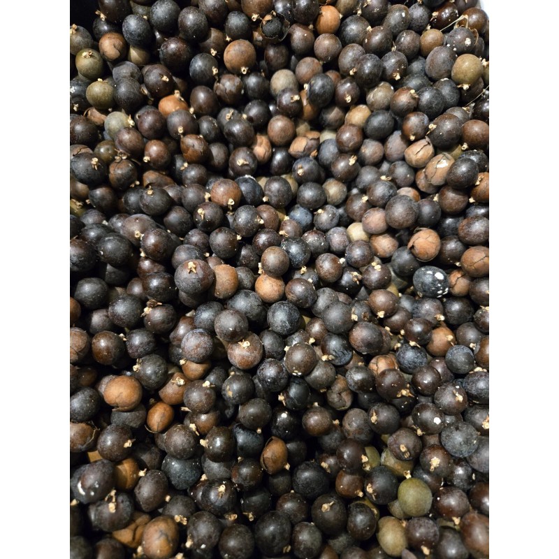 Fresh Texas Sabal Palm Tree Seeds Cold Hearty Fresh And