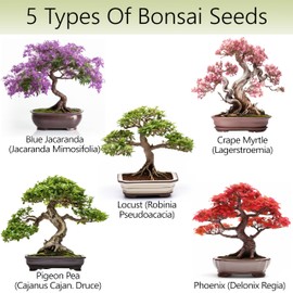 AVERGO Bonsai Tree Kit for Beginners – 5X Unique Japanese Bonzai Trees | Complete Indoor Starter Kit for Growing Bonsai Plants with Tools & Planters – Gardening Gifts for Women & Men