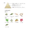 BOTANICOAT Skull Prebalancing Treatment, Herbal Treatment, 3-Way Treatment, Non-Rinsing Treatment,