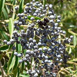 Mexican Elderberry Seeds (Sambucus Mexicana) Packet of 10 Seeds