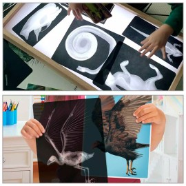 Roylco Animal X-Rays