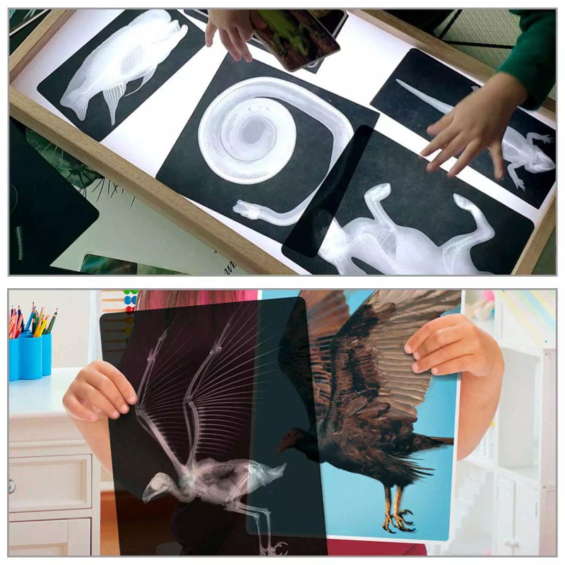 Roylco Animal X-Rays