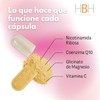 HBH Suplementos | B-charge | Nicotinamida Ribosa + Coenzima Q10