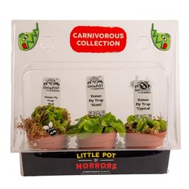 Costa Farms Live Venus Flytrap, Carnivorous Plant Collection (3-Pack), Natural Indoor Pest Control, Exotic Predator Plants, Unique Home Decor