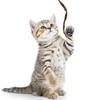 Sumind 3 Pieces Jungle Cat Wand Cat Teaser Charmer Interactive