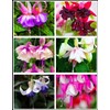 100 Pcs Fuchsia Flower Seeds Perennial Home Plant Bonsai
