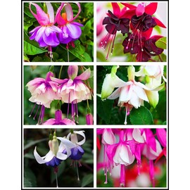 100 Pcs Fuchsia Flower Seeds Perennial Home Plant Bonsai
