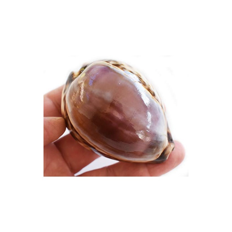 Large Purple Top Tiger Cowrie Shells Seashell 3" Beach Crafts