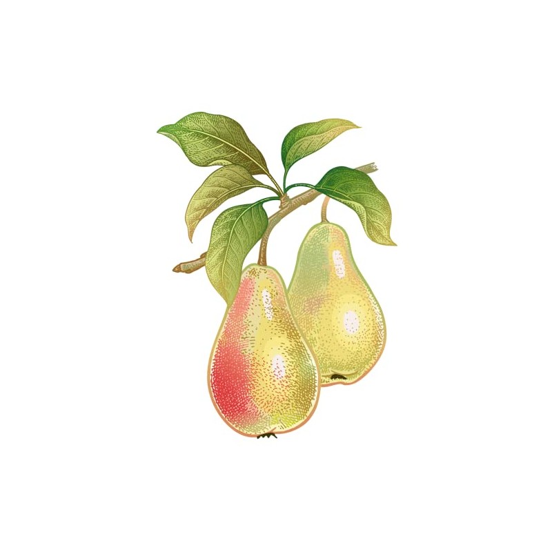 Flavour World High Strength Food Flavouring concentrate with pipette dropper