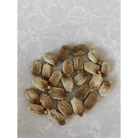 BitterMelon Seed 25pcs BitterMelon Gourd Ampalaya Seed Fresh Harvested US Seller