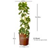 Angyo Star Fatshedera (3 Gallon) Evergreen Vine with Variegated Green