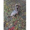 No More Pulling! Anti Pull Lead Field Figure 8 /