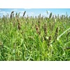 Brown Top Millet Seeds - Makes an Abundance of Seed!!!!!!